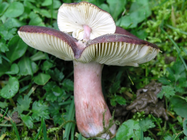RUSSULA torulosa 5.JPG