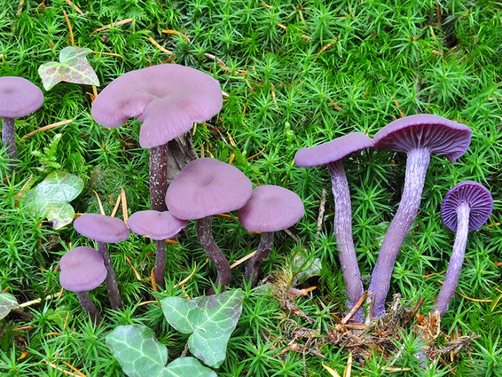 Laccaria_amethystea_3.jpg