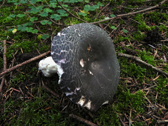 DSCN9501b.JPG
