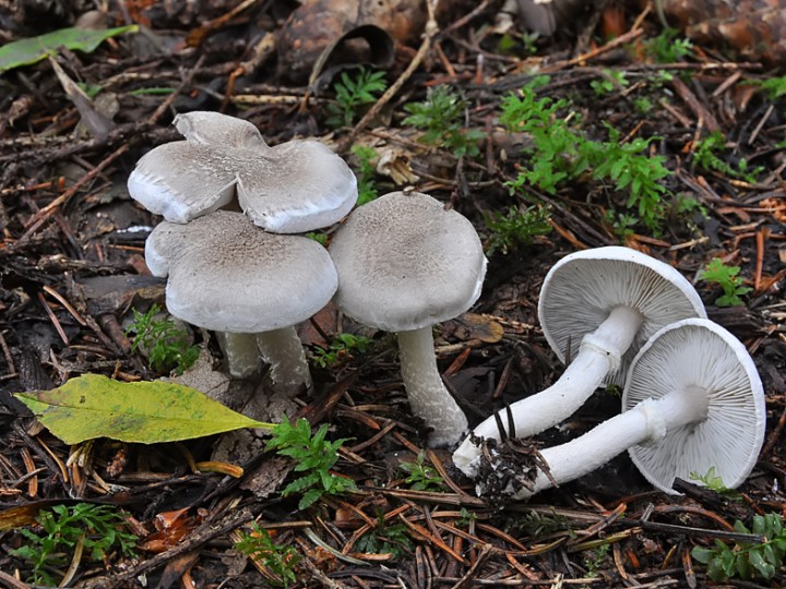Tricholoma_cingulatum_3.jpg