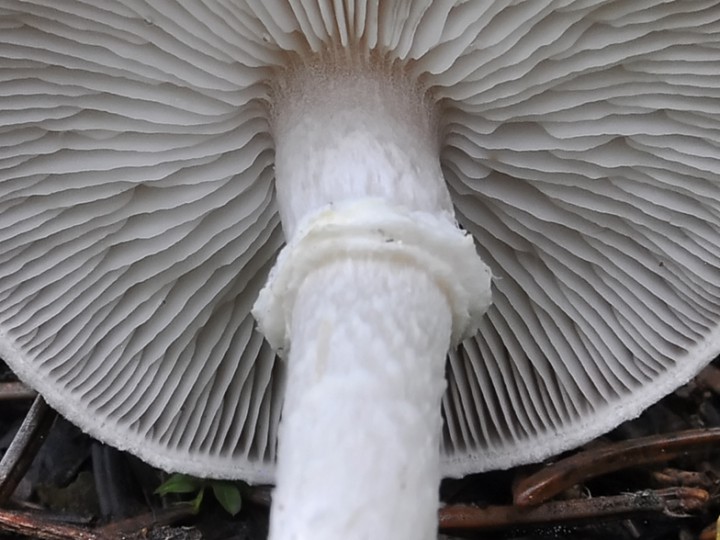 Tricholoma_cingulatum_anneau.jpg