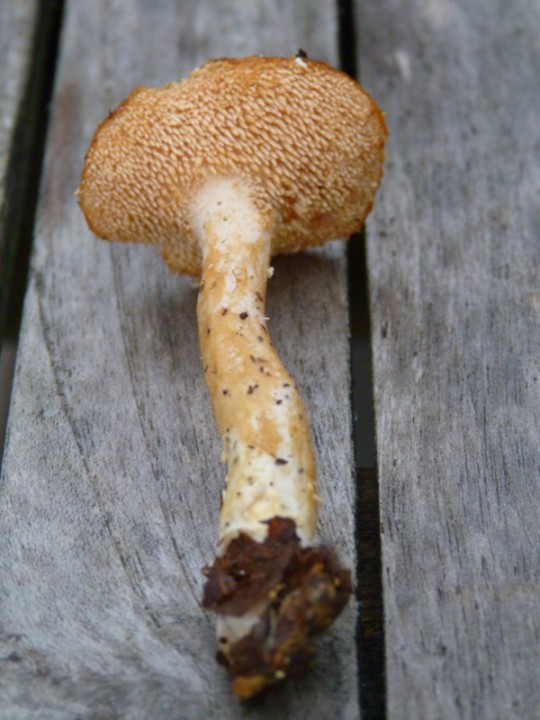 P1160225 (600x800).jpg