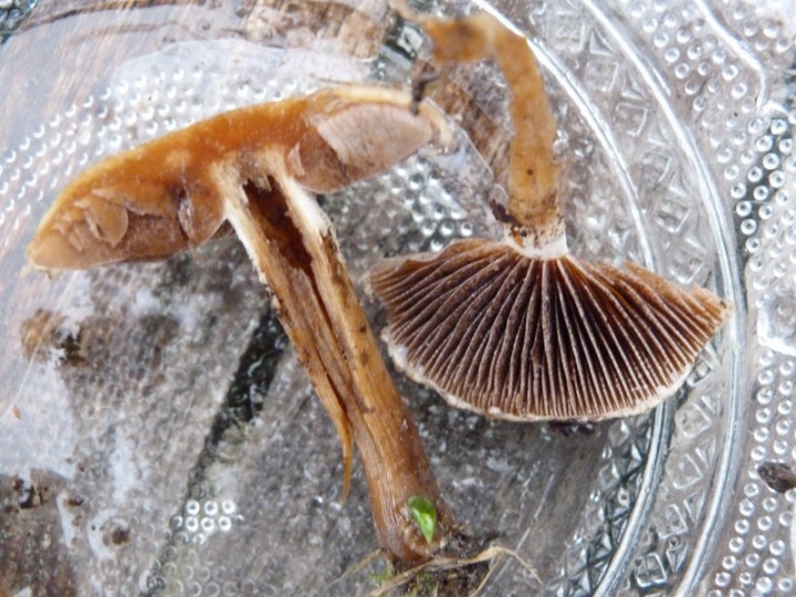 P1160223 (800x600).jpg