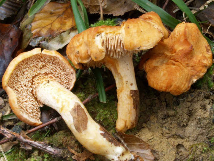 Hydnum ellipsosporum.JPG