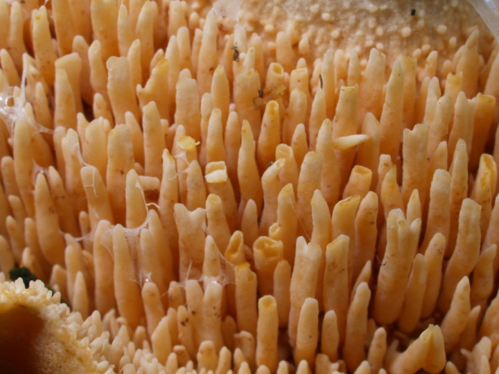 Hydnum ellipsosporum-002.JPG