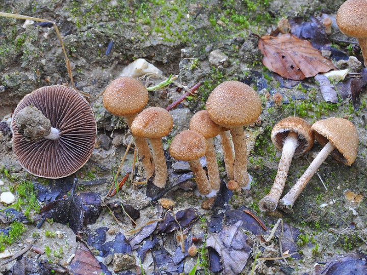 Psathyrella_lacrymabunda_Vercors.jpg