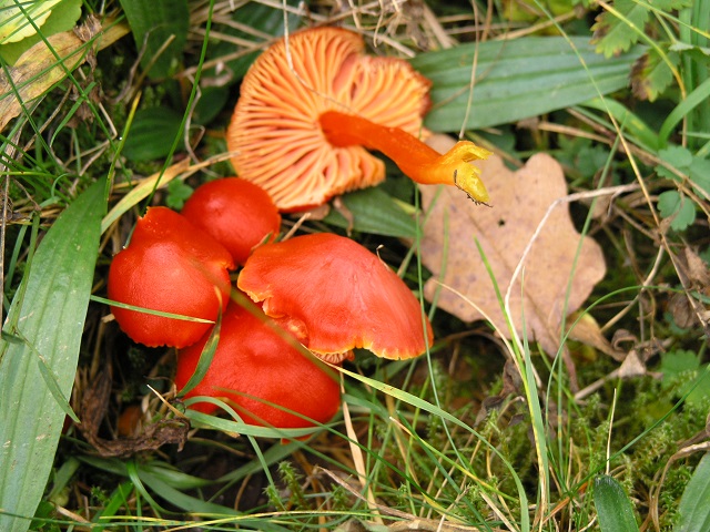 HYGROCYBE coccinea.JPG