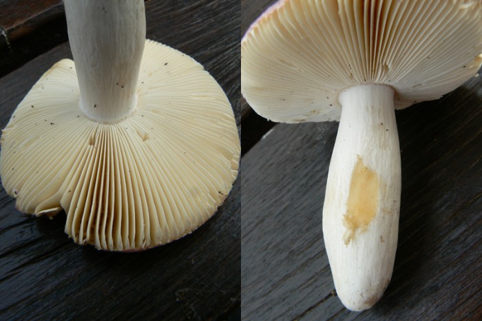 P1090053.jpg