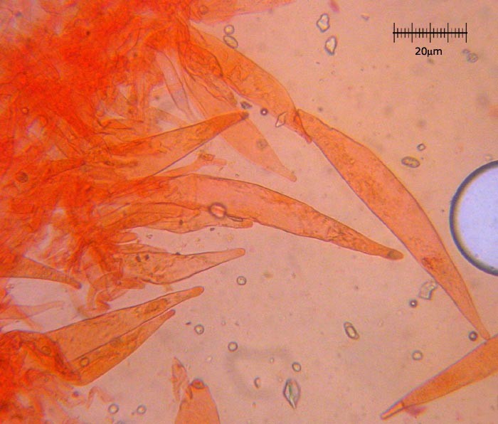 Pluteus_fayodii_w.jpg