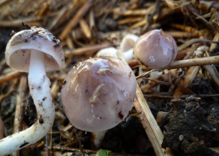 copie de L1190851.JPG