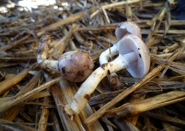 copie de L1190858.JPG