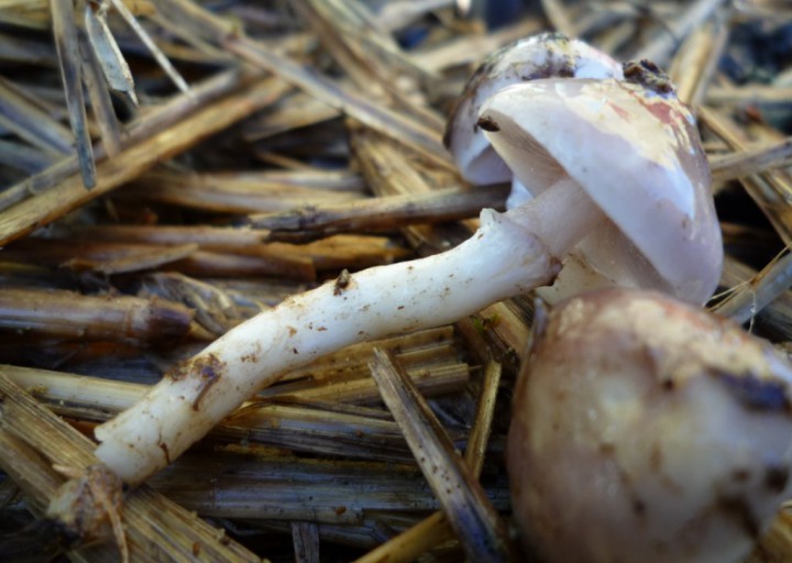 copie de L1190863.JPG