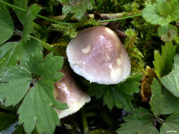 Stropharia inuncta_DSCN9670.JPG