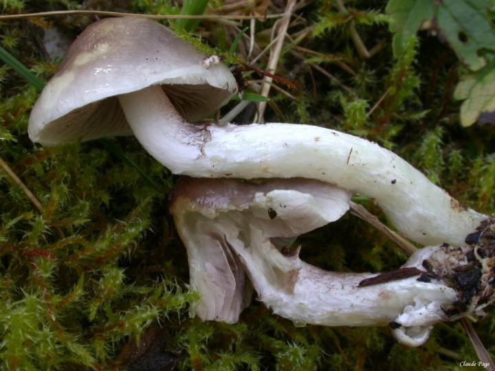 Stropharia inuncta_DSCN9677.JPG