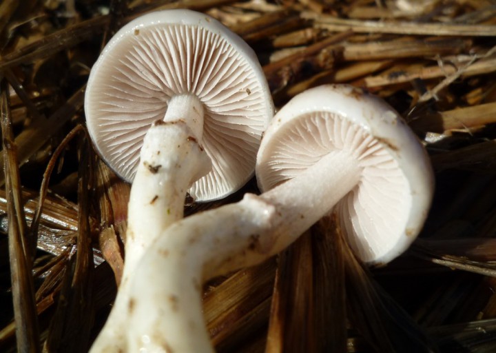 copie de L1190870.JPG