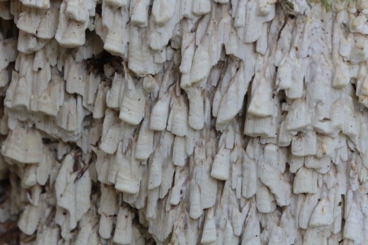 IMG_4388 - QSJFB3.JPG