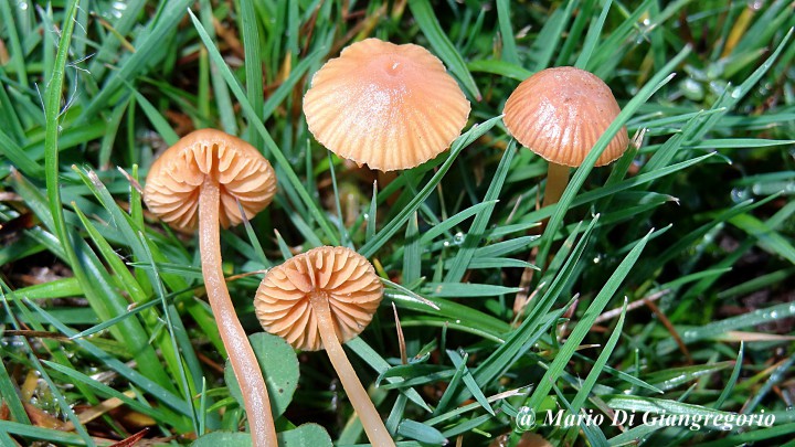 001 Galerina xxx 4déc 2015 (3).JPG