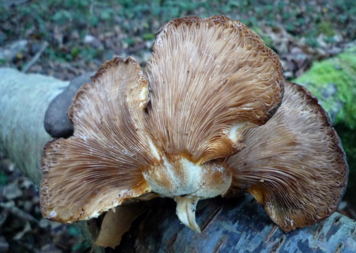 copie de L1190938.JPG