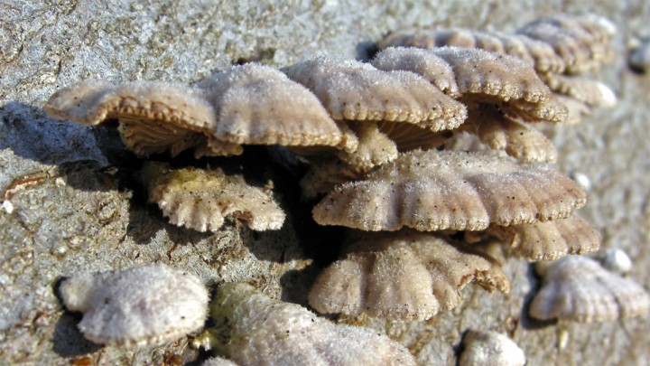 Cliquer sur l'image pour agrandir