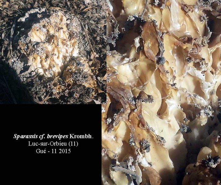 Sparassis brevipes-Luc-Gué-11 2015-LG.jpg
