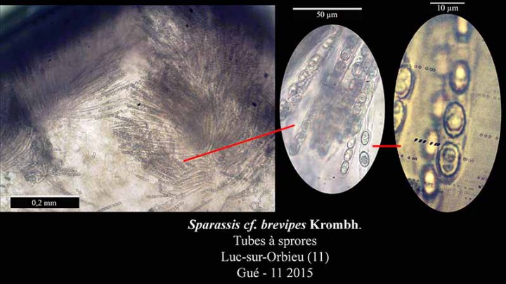 Sparassis brevipes-TubSpor-Luc-Gué-11 2015-LG.jpg