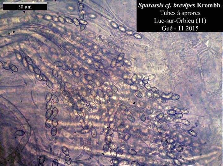 Sparassis brevipes-TubSpor2-Luc-Gué-11 2015-LG.jpg