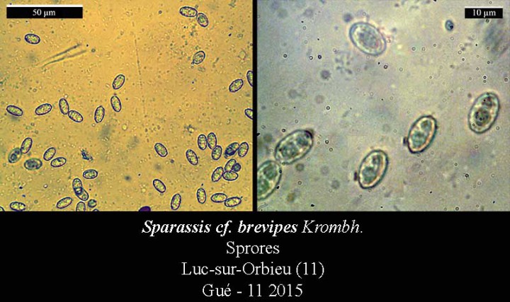 Sparassis brevipes-Spores-Luc-Gué-11 2015-LG.jpg