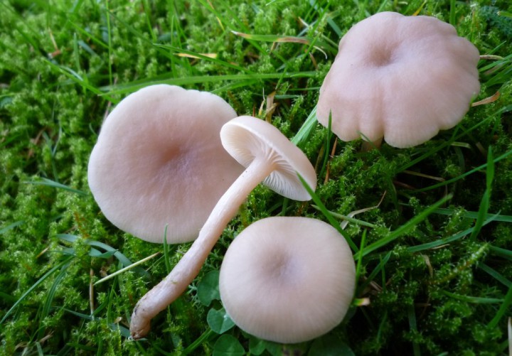 copie de L1200134.JPG