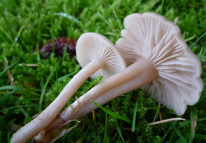 copie de L1200140.JPG