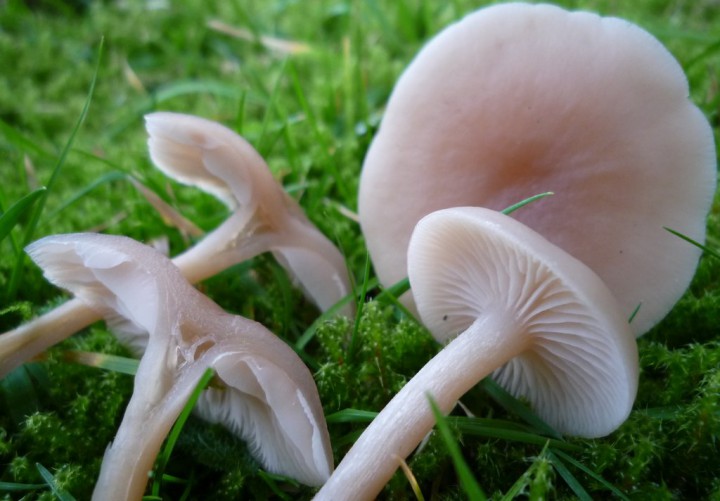 copie de L1200147.JPG