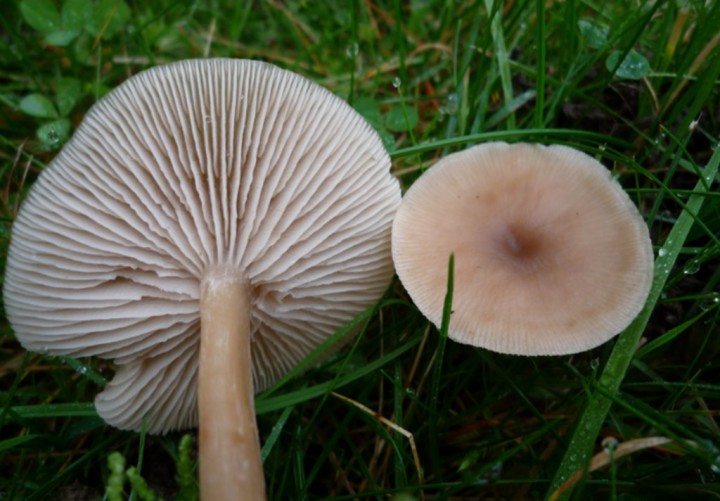 copie de L1160168.JPG