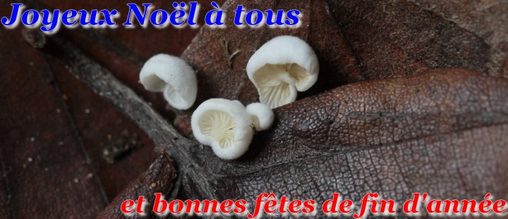 Sans titre.jpg