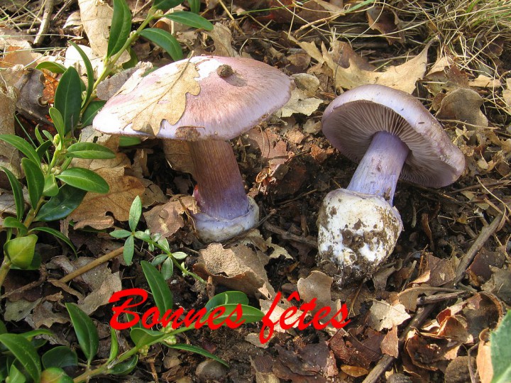 Photo 014.jpg