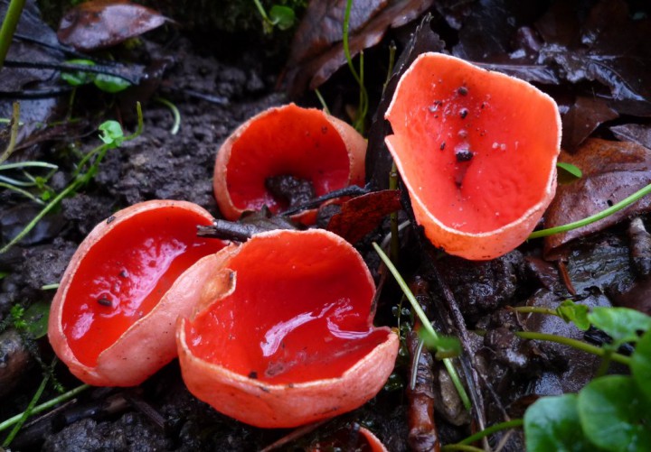 copie de L1200212.JPG