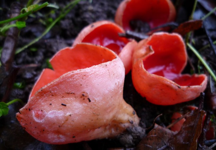 copie de L1200213.JPG