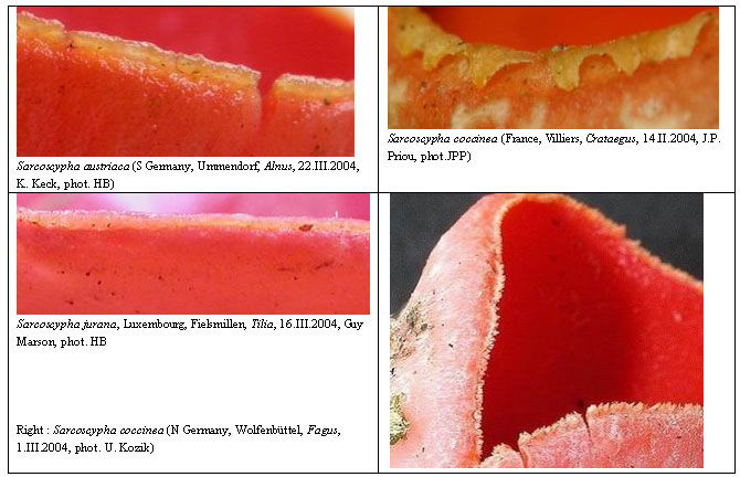 Sarcoscypha Otto Baral.jpg