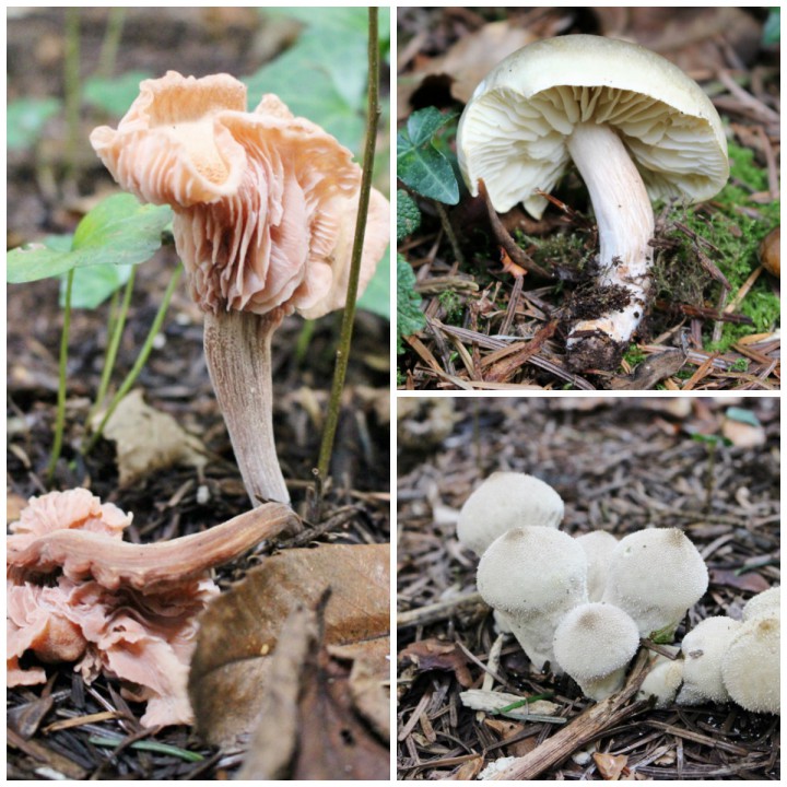 collage1.jpg