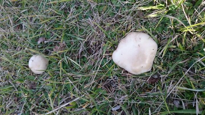 DSC_0720.JPG