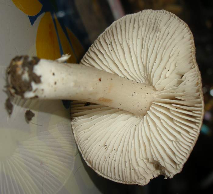 DSCN6195.JPG