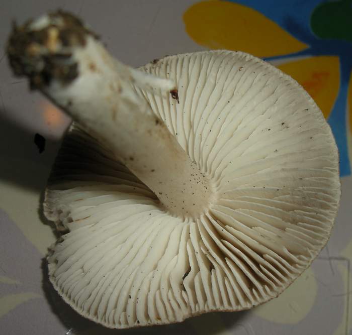 DSCN6196.JPG