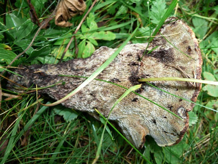 Polypore.jpg