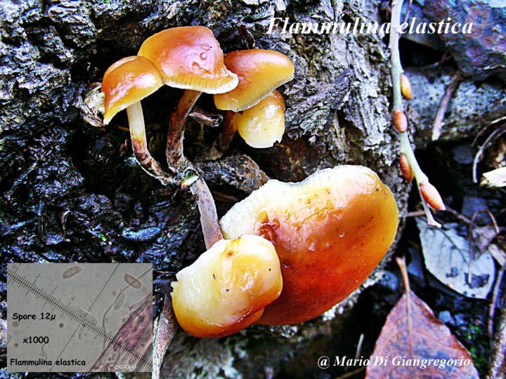 003 Flammulina elastica   GILLY 16 Janv 2011 2406.jpg