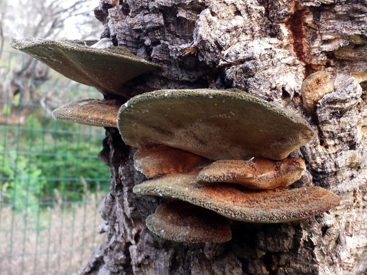 Cliquer sur l'image pour agrandir