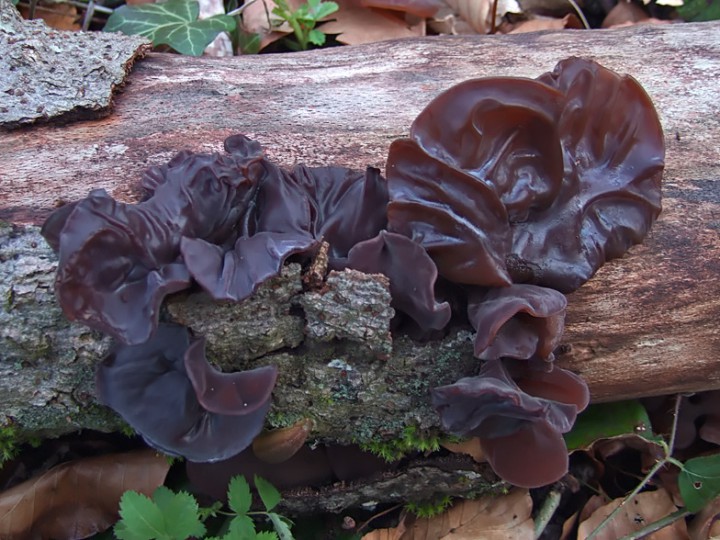 Hirneola_auricularia_judae.jpg