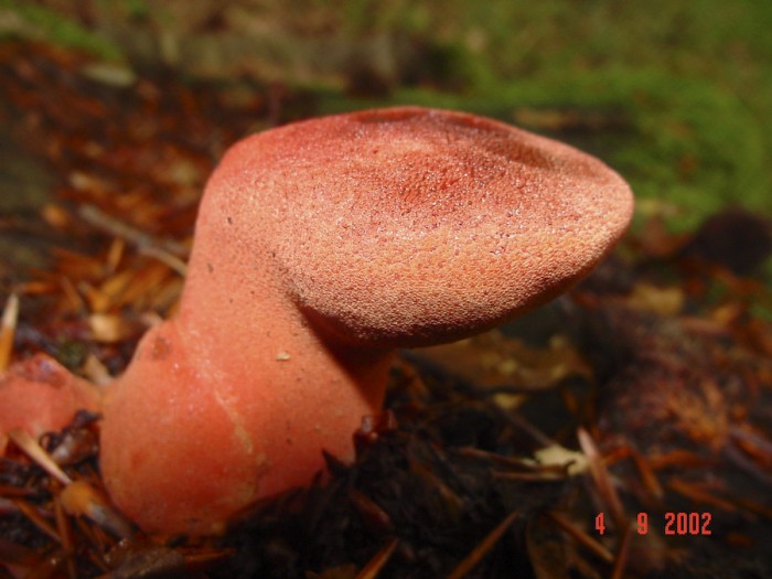 Fistulina hepatica (Langue de boeuf)