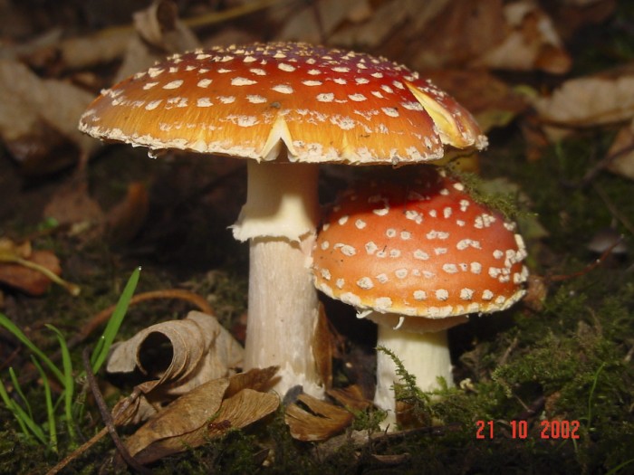Amanita muscaria (Amanite tue-mouches)