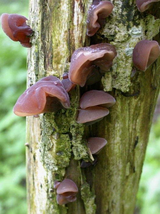 Auricularia auricula-judae (Oreille de Judas)
