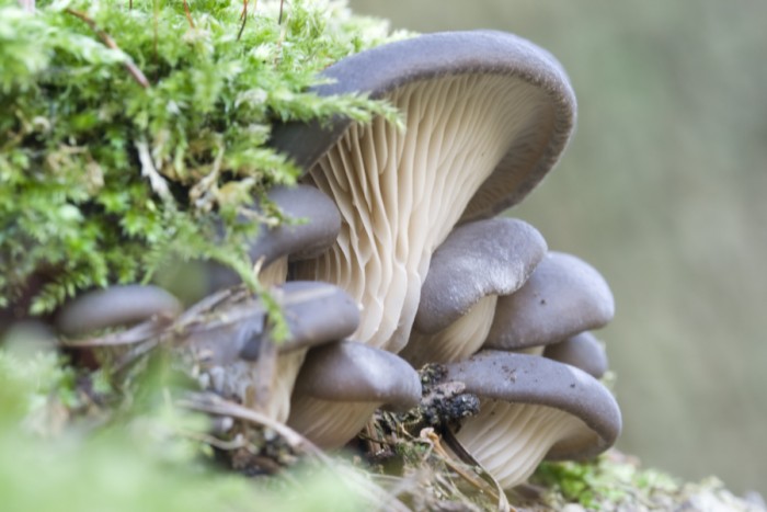 Pleurotus ostreatus (Pleurote en huître)
