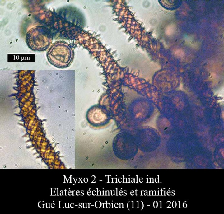 Myxo 2-Elat-Luc-Gué-01 2016-LG.jpg