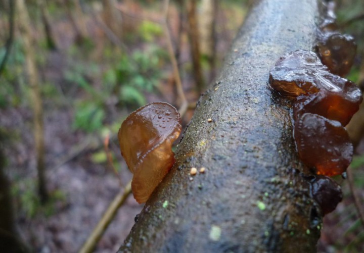 copie de L1200610.JPG